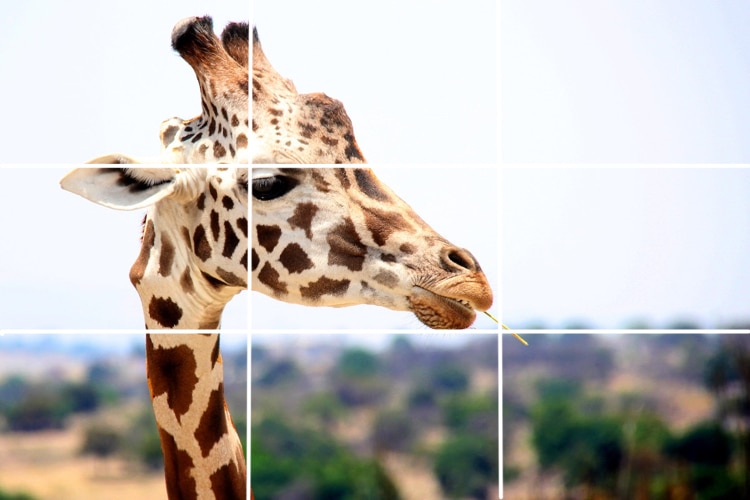 wildlife photography rule of thirds grid