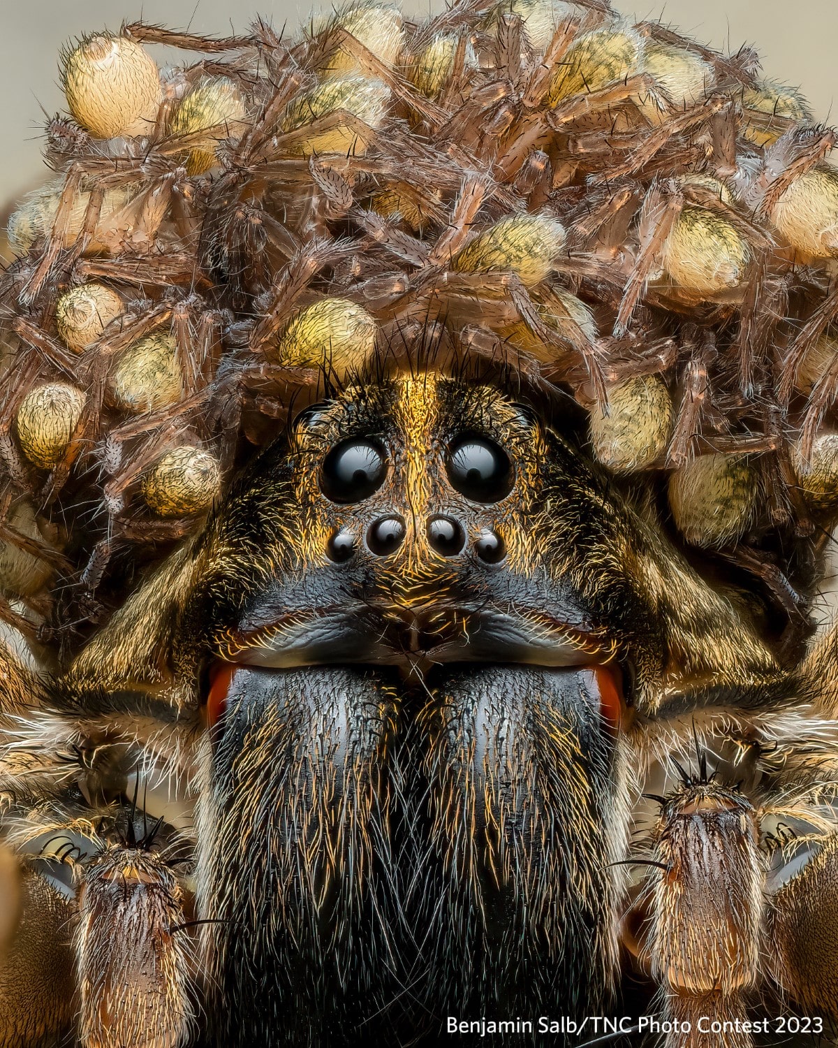 Close up look at a wolf spider with her babies