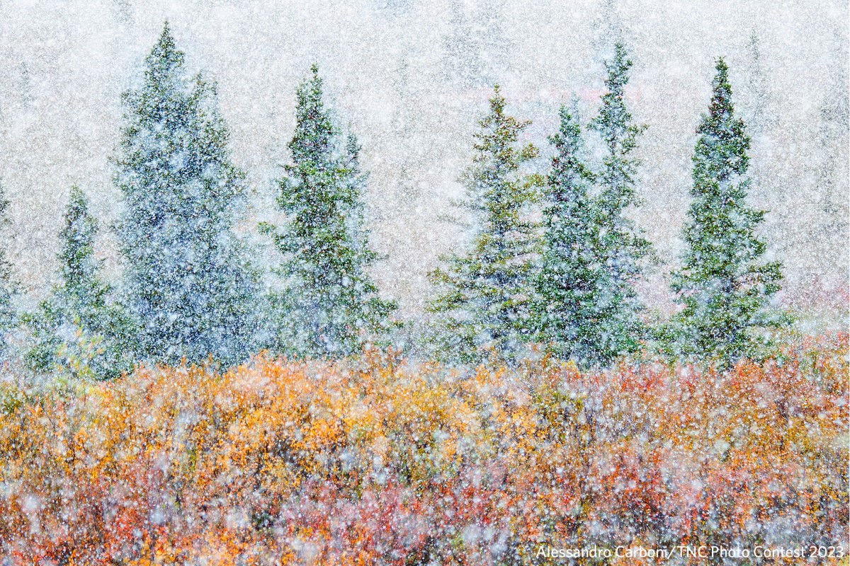 Snow falling in a forest in front of autumnal leaves