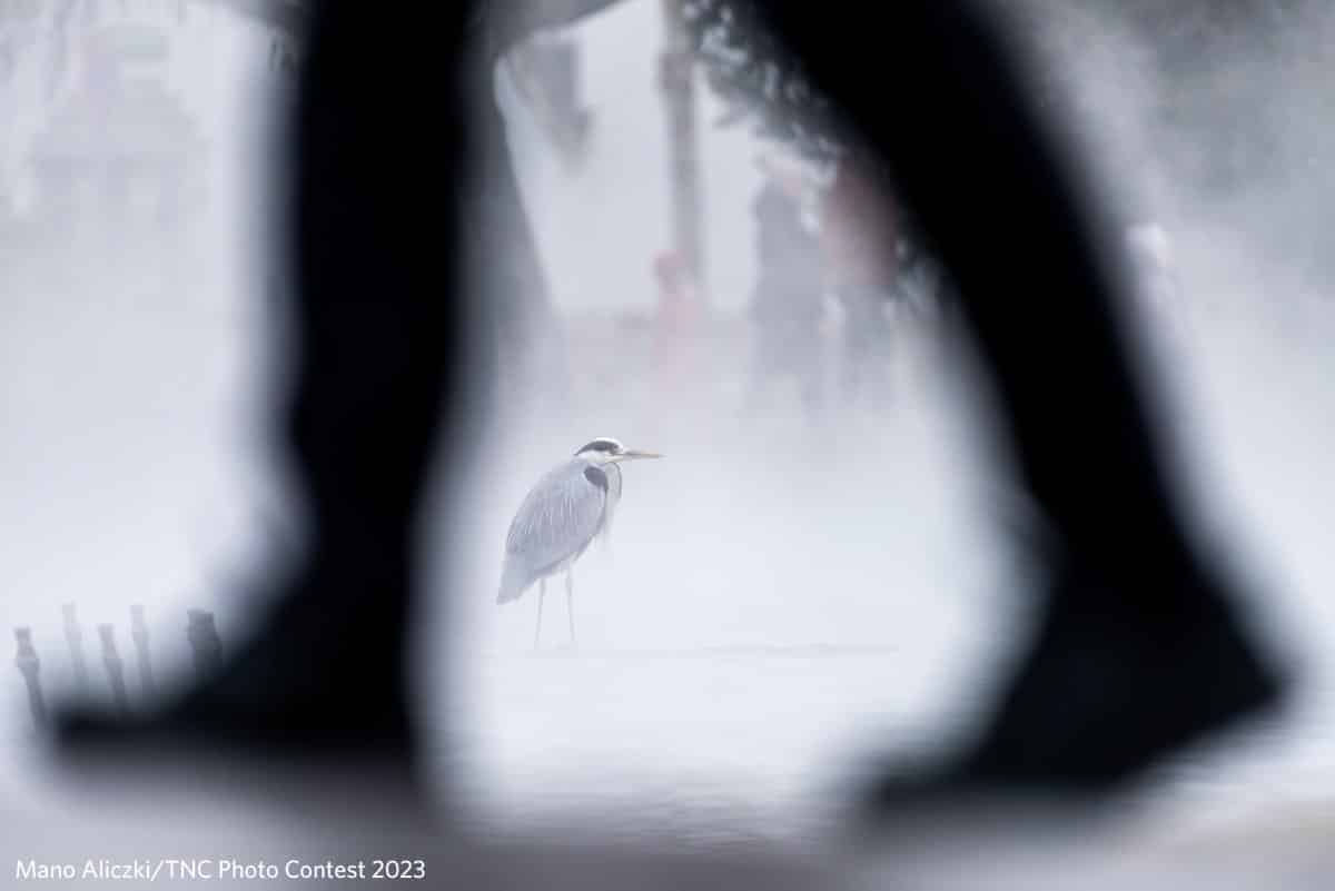 Grey heron in a pond in a park in Budapest